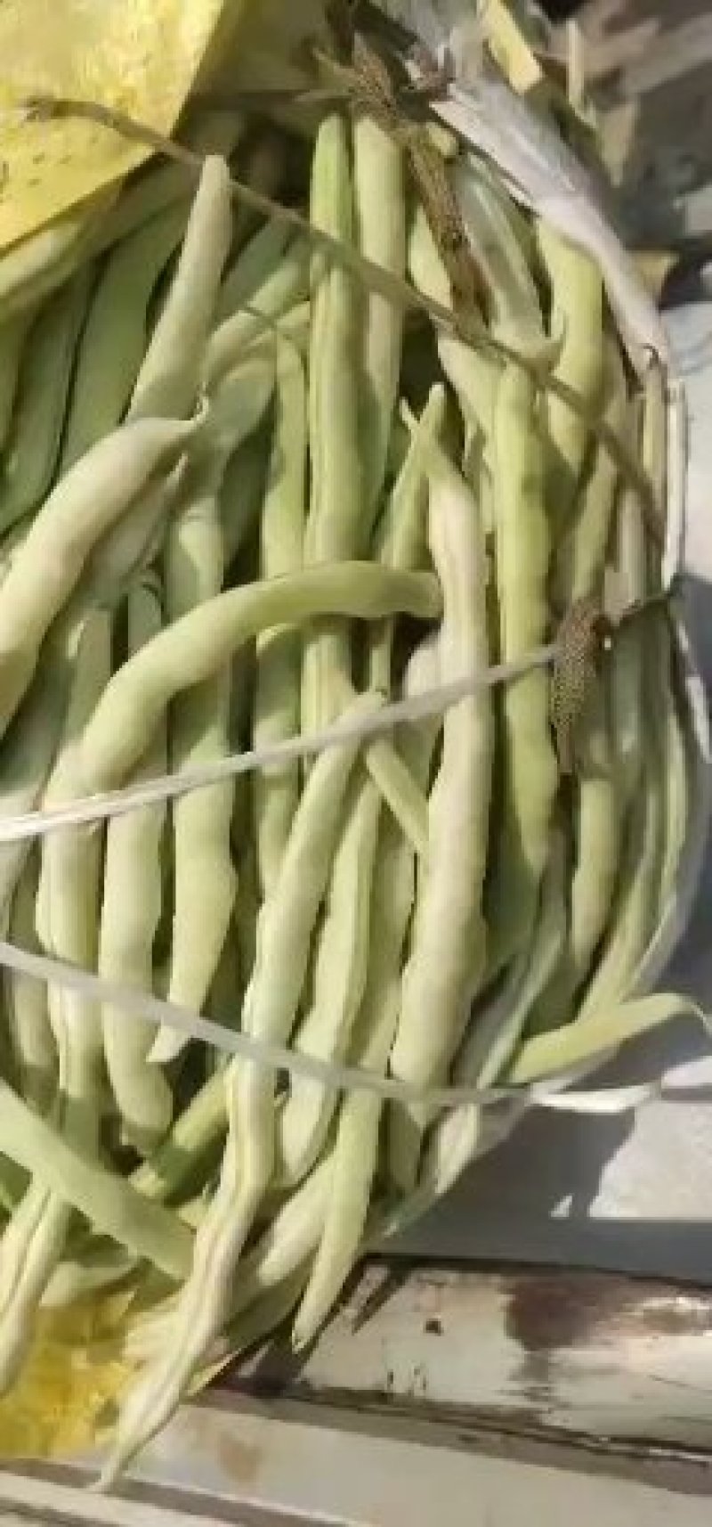 精品九粒白米都大量上市，有需要的客户前来选购，基地直销