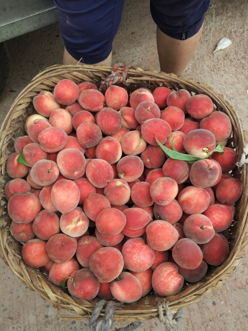 红不软，赶快哦，小果1俩以上2俩以下