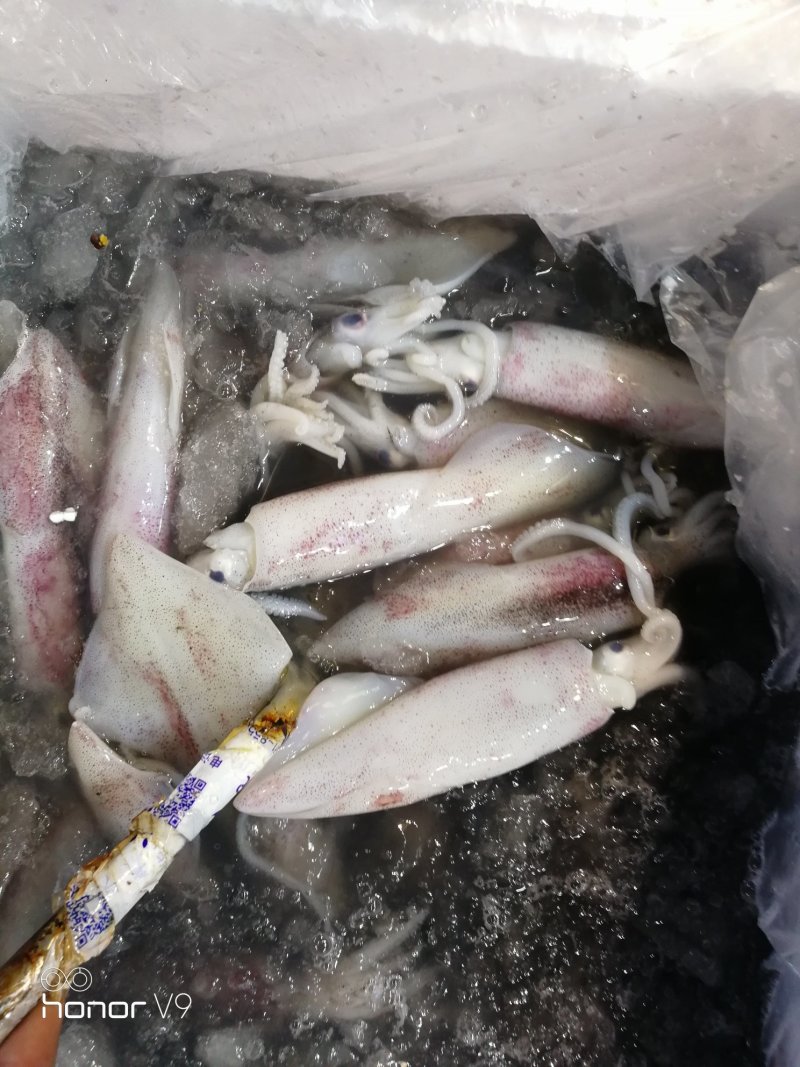 新鲜小鱿鱼鱿仔不泡水