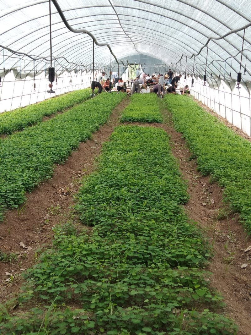 粉防己苗，防己子育春播苗，一年大苗不同规格，包教种植技术