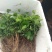 粉防己苗，防己子育春播苗，一年大苗不同规格，包教种植技术