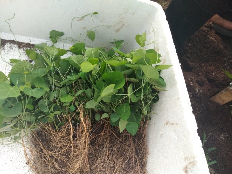 粉防己苗，防己子育春播苗，一年大苗不同规格，包教种植技术
