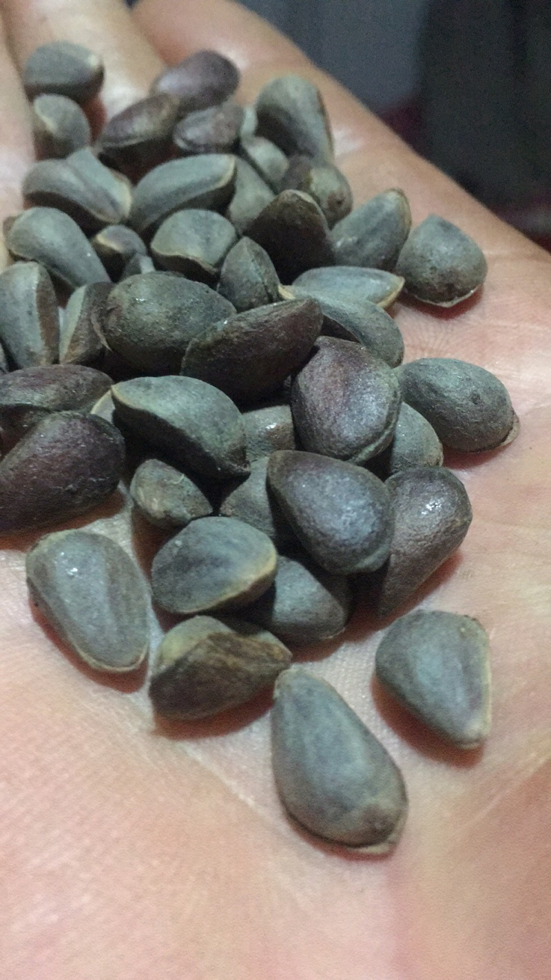 白皮松籽，需要的量大价格可以从优，直到你满意为止！
