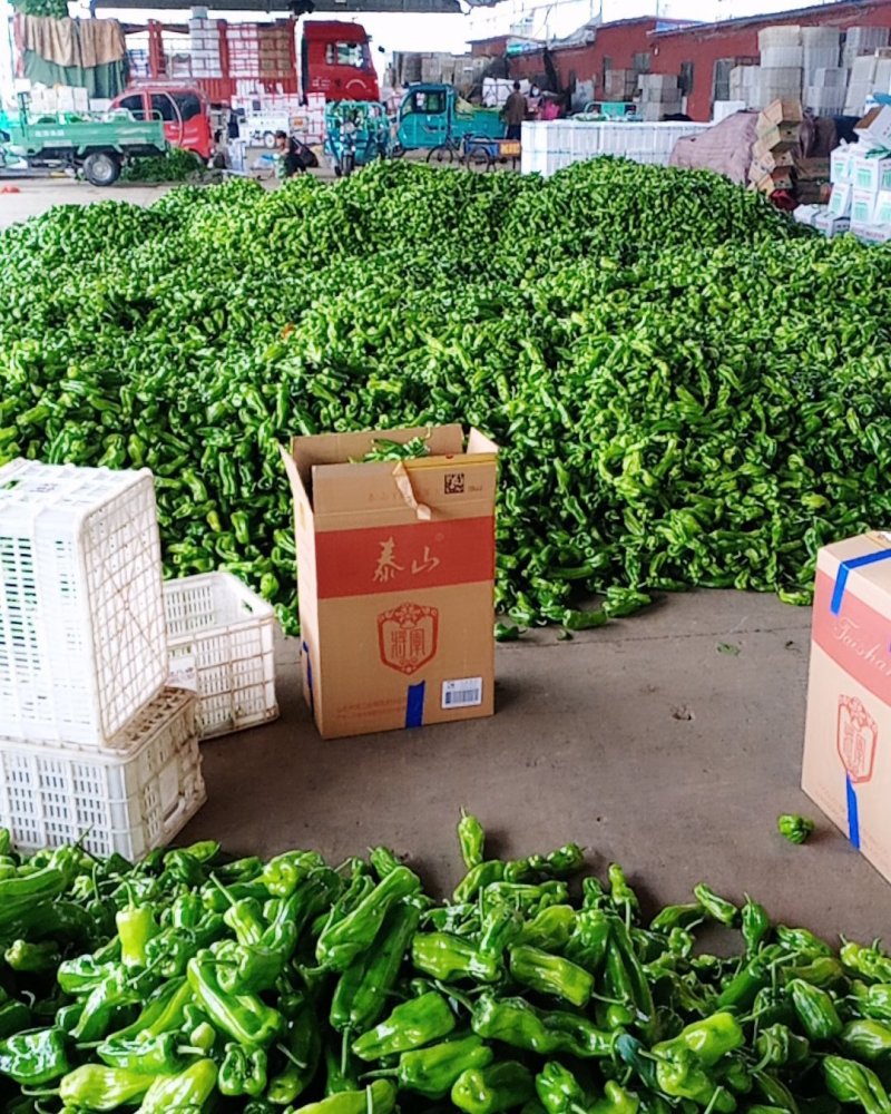 辣椒大量有货