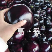 【精选】【茄子】紫光圆茄色泽油亮个头均匀单颗八两左右