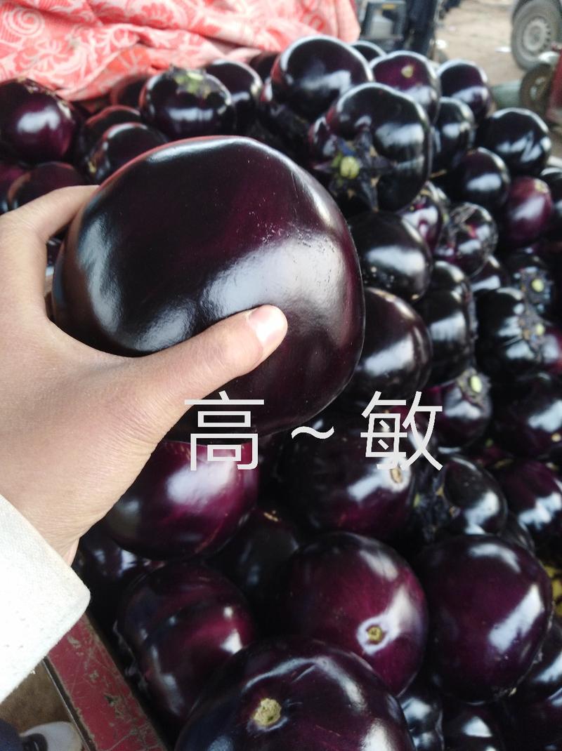 【精选】【茄子】紫光圆茄色泽油亮个头均匀单颗八两左右