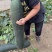 冬瓜大量上市