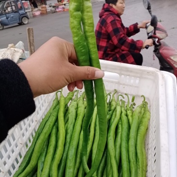 精品线椒