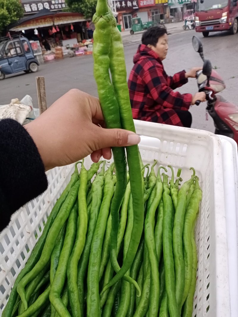 精品线椒