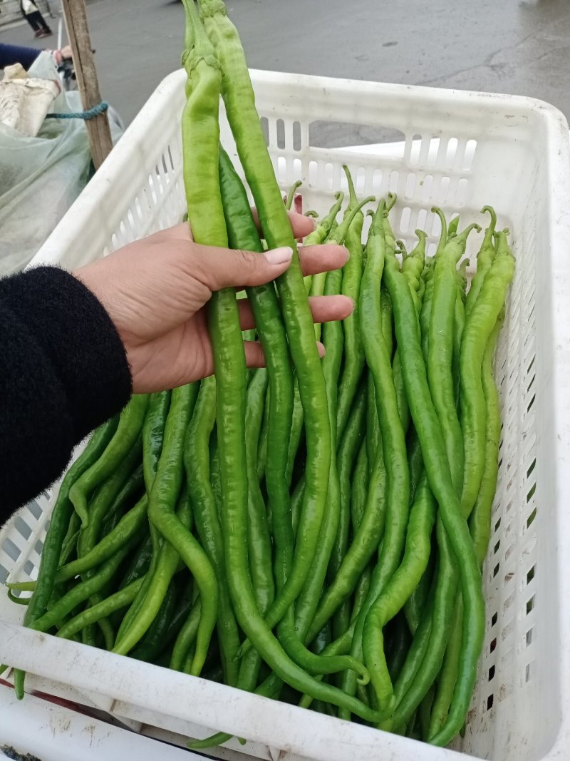 精品线椒