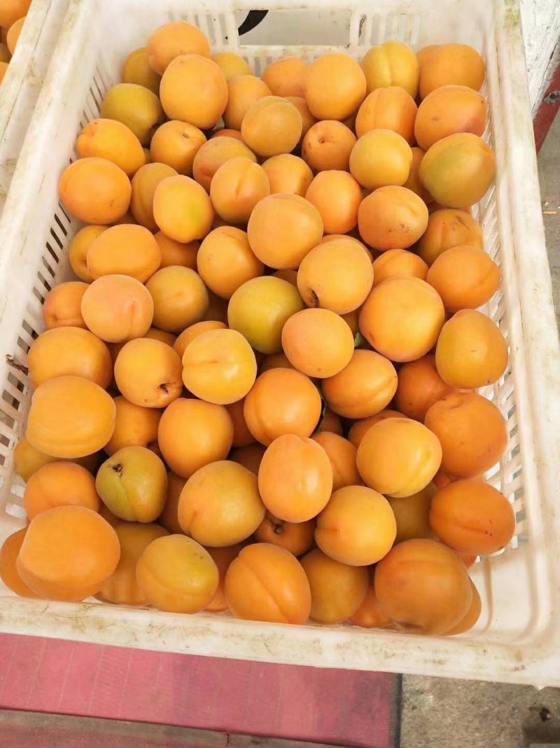山东费县，凯特杏，价格便宜，一手货源，产量大！全国发货