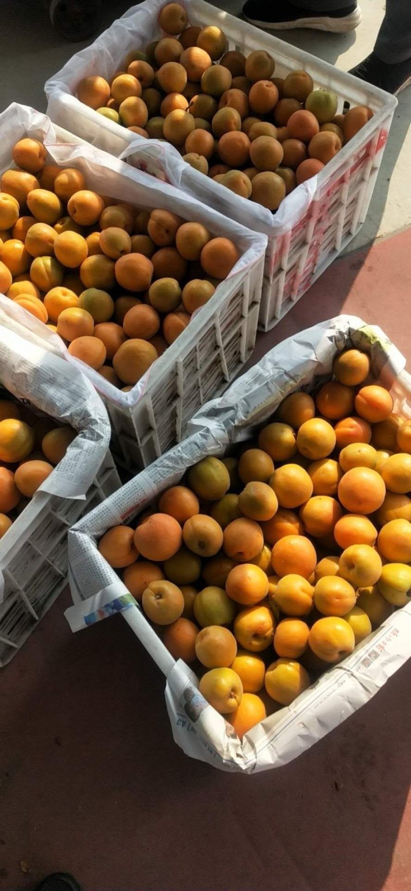 山东费县，凯特杏，价格便宜，一手货源，产量大！全国发货