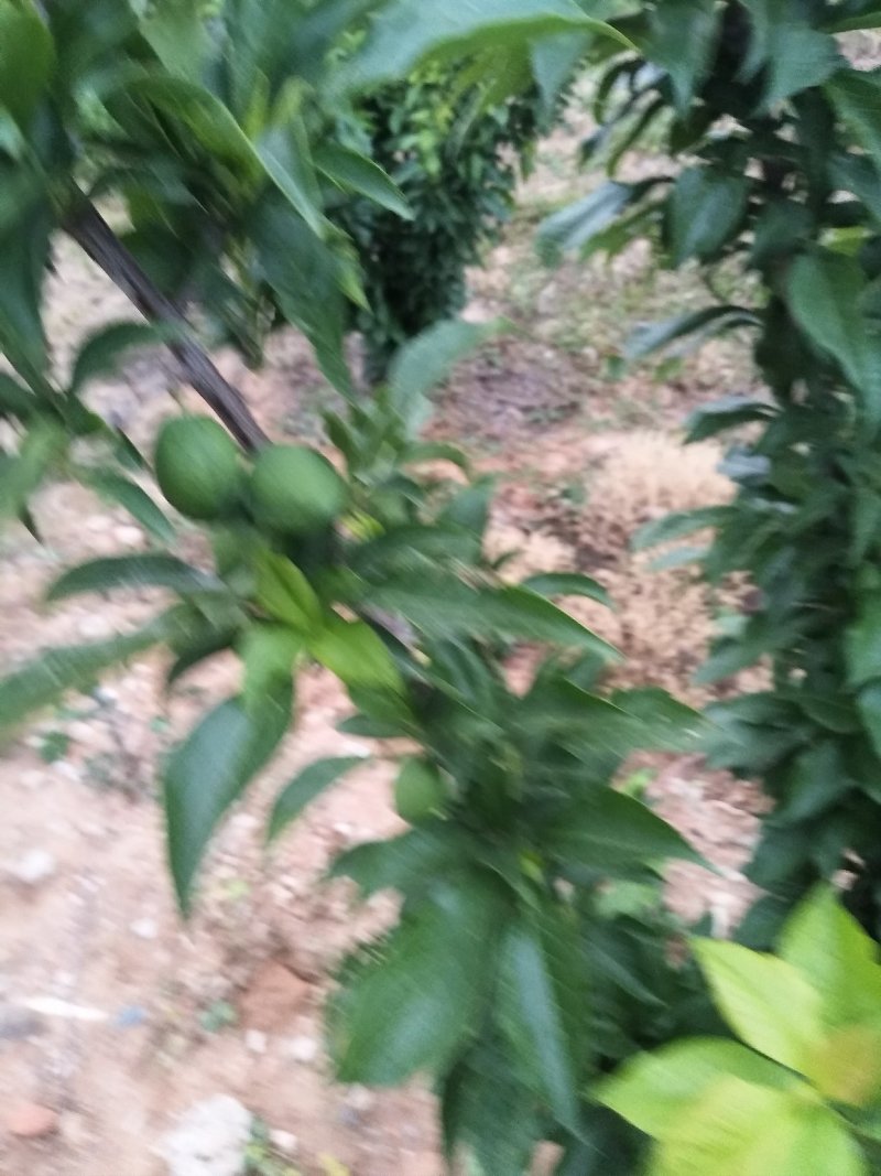 吉胜李子