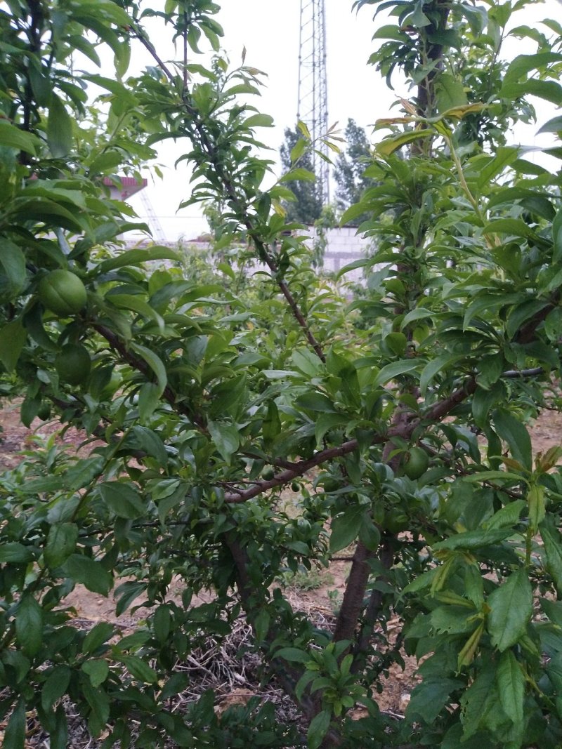 吉胜李子