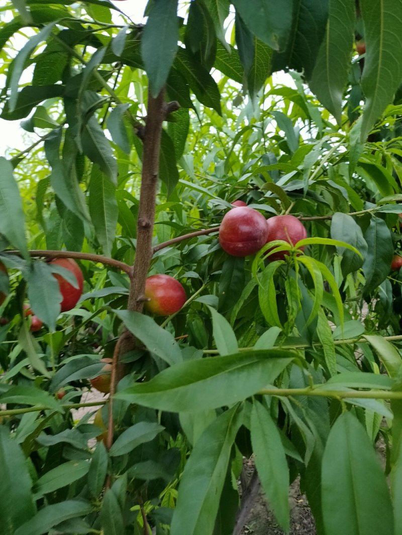 现摘现发山西运城黄心油桃新鲜水果应季蜜桃脆桃当季黄肉油桃