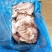 冷冻猪耳朵猪耳片猪耳尖耳片10斤无根猪