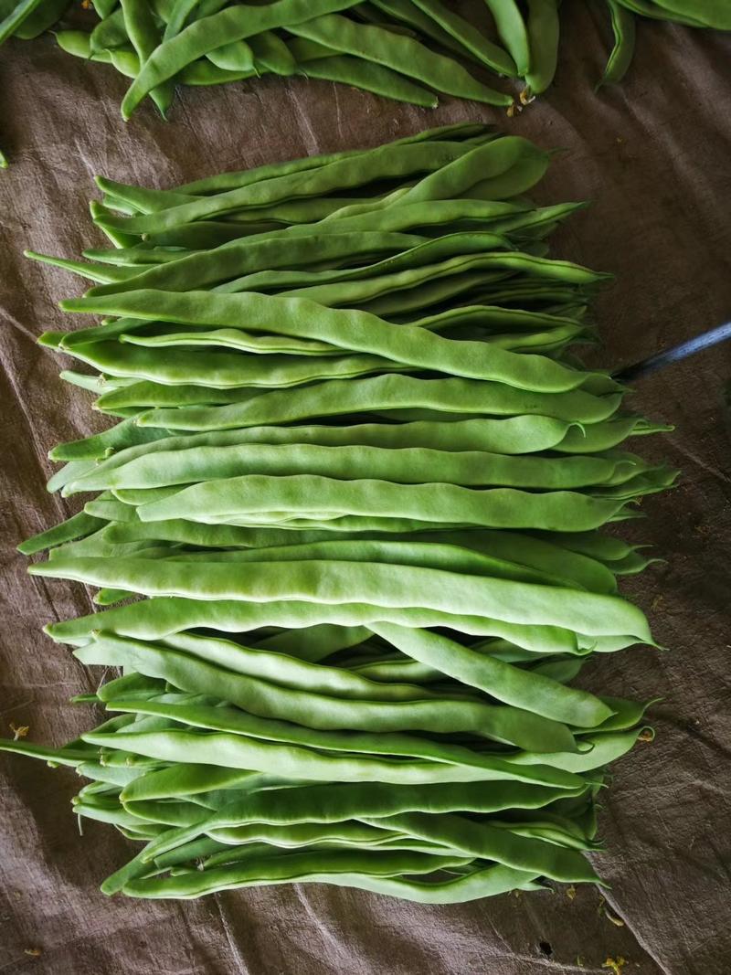 山西应县精品扁豆，地豆，白不老，架豆王，小金豆大量上市