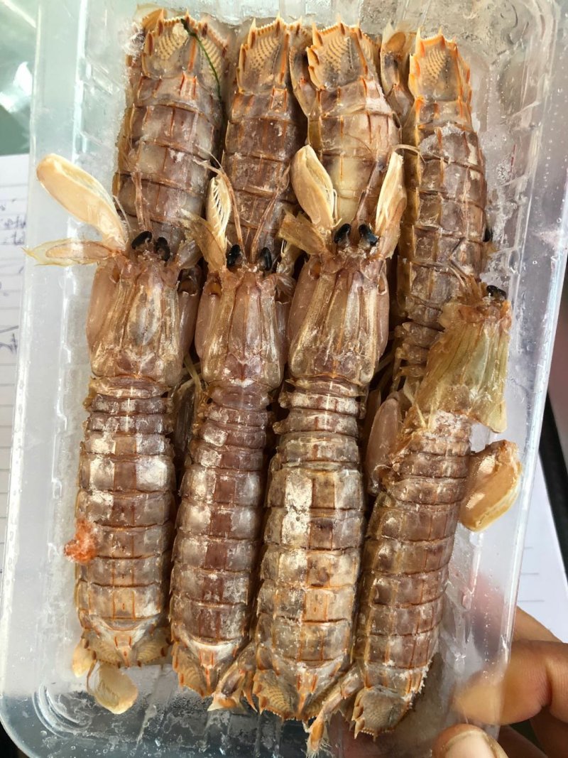 熟冻皮皮虾新鲜皮皮虾熟冻虾爬子虾姑虾婆婆琵琶虾满肉