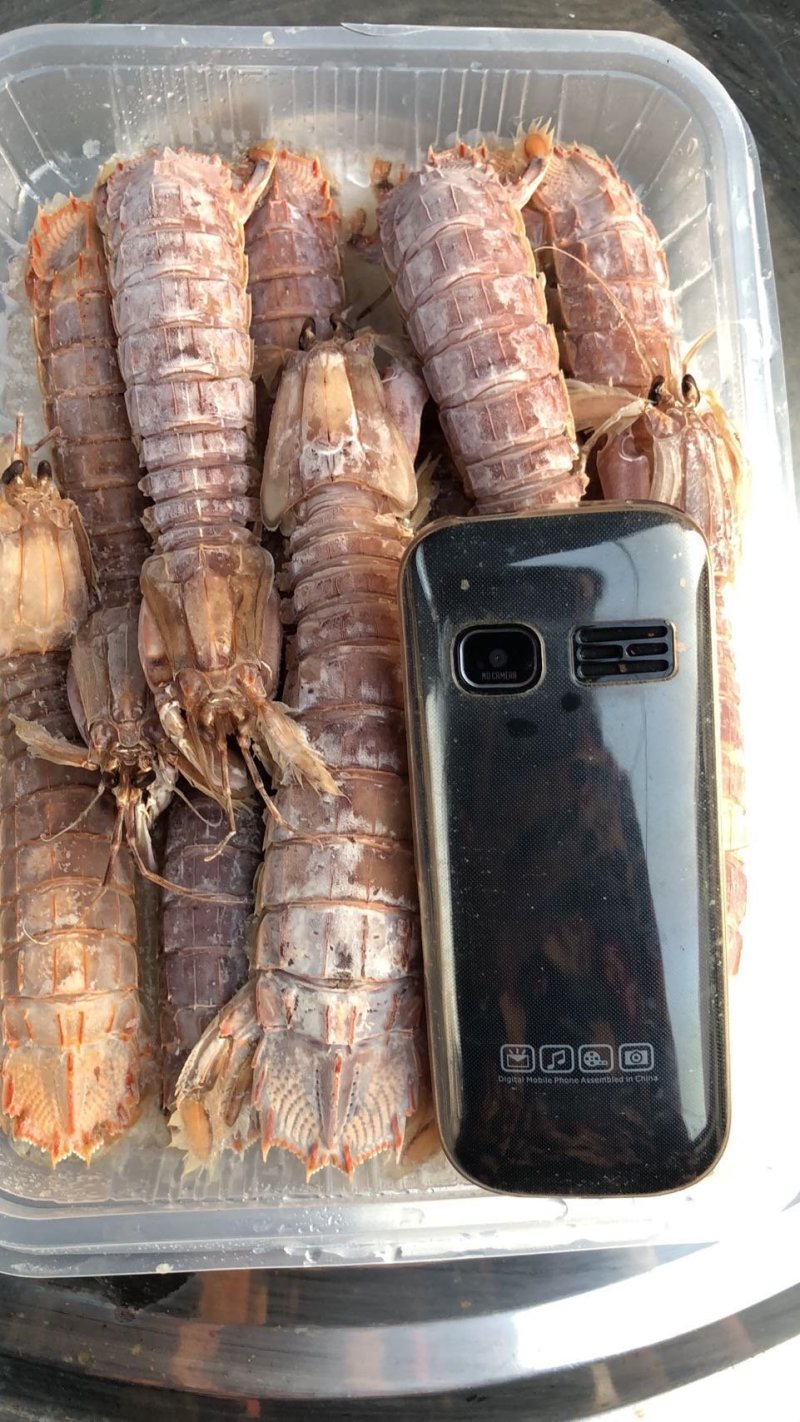 熟冻皮皮虾新鲜皮皮虾熟冻虾爬子虾姑虾婆婆琵琶虾满肉