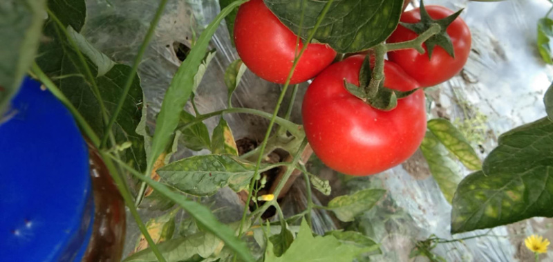 蔬菜大棚种植基地