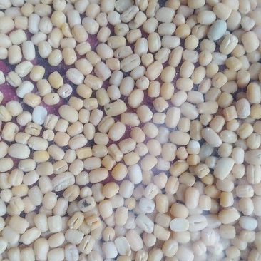 绿豆仁面【一件代发】工厂批发食品糕点专用量大优惠