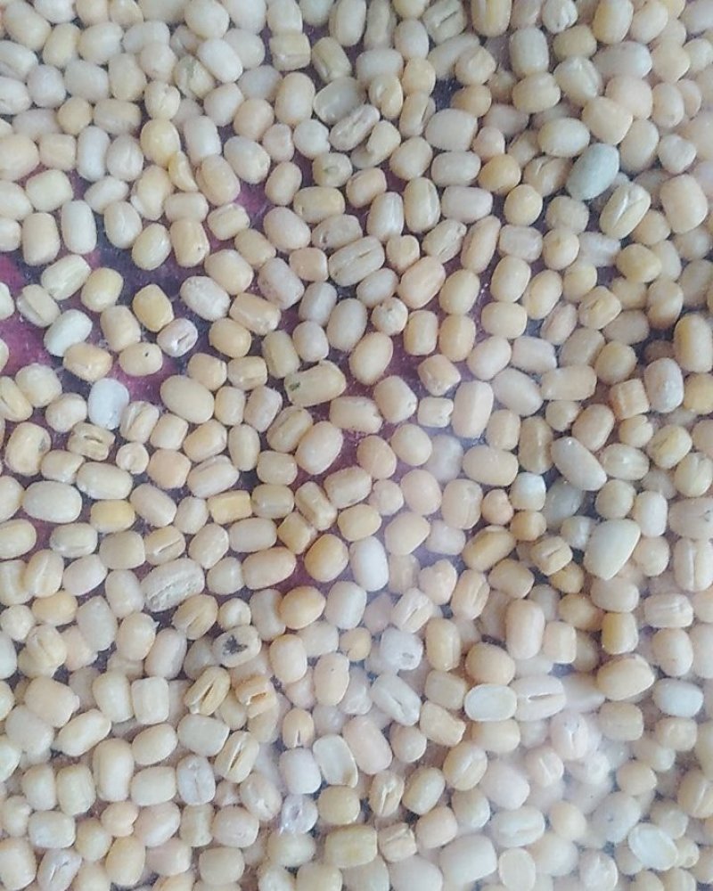 绿豆仁面【一件代发】工厂批发食品糕点专用量大优惠