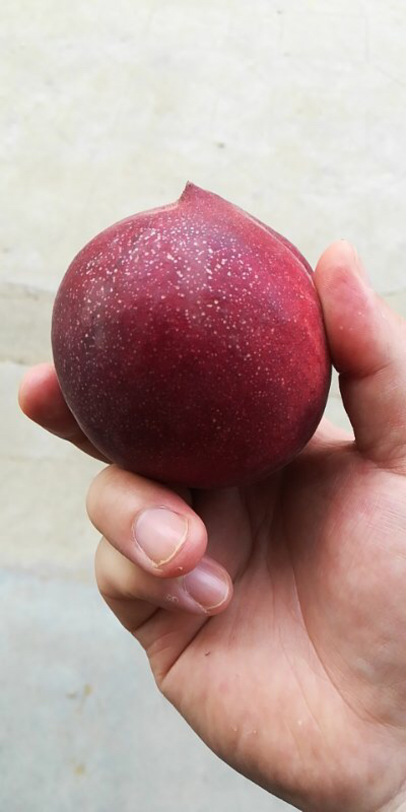 曙光油桃，毛桃，李子403,天特李，凯特杏，