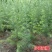 松树【速生生长速度快】抗寒苗成活率高适合南北方种植