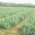 松树【速生生长速度快】抗寒苗成活率高适合南北方种植