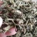 灵香草，颜色青绿干度足够的灵香草现货供应