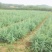 雪松树苗大小苗四季常青庭院绿化苗南北方种植雪松成活率高