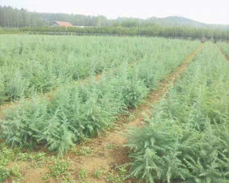 雪松树苗大小苗四季常青庭院绿化苗南北方种植雪松成活率高