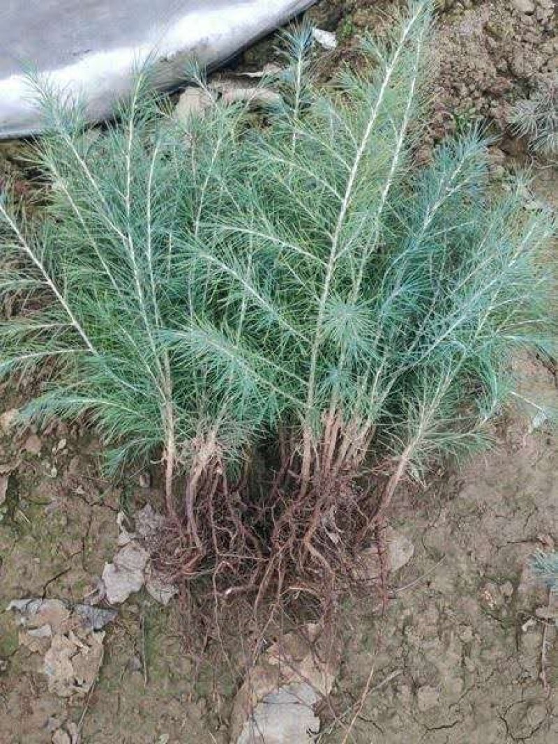 雪松树苗大小苗四季常青庭院绿化苗南北方种植雪松成活率高