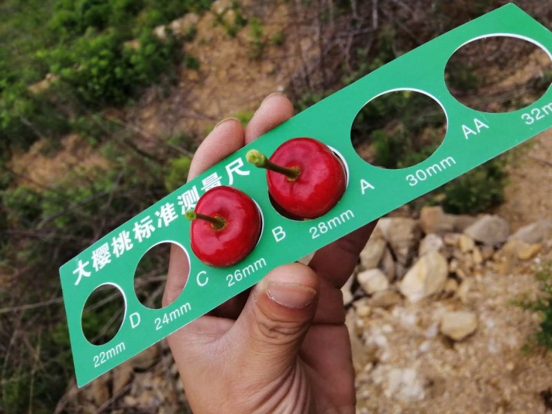 樱桃
