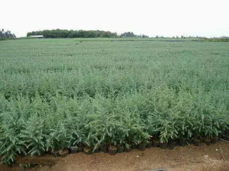 雪松树苗大小苗四季常青庭院绿化苗南北方种植雪松成活率高