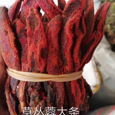 草丛蓉、顶天柱、回春草，各种规格现货供应