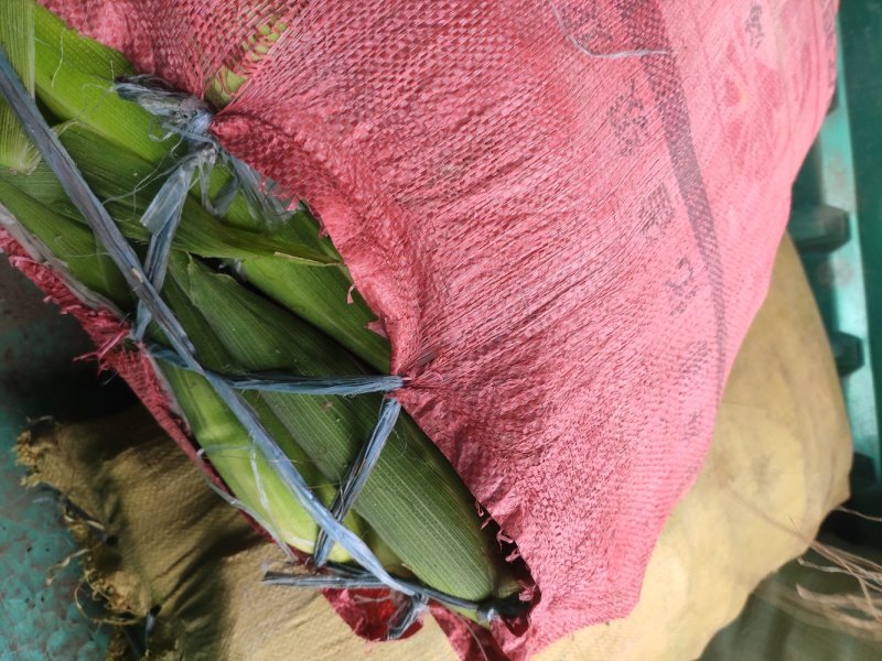小花玉米