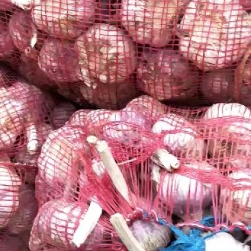 邳州精品紫皮分级净蒜邳州精品紫皮分级净蒜邳州精品紫皮分级