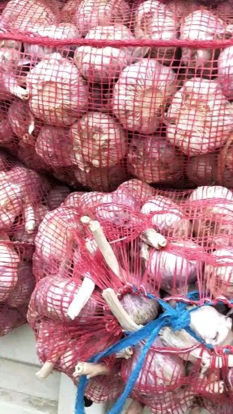 邳州精品紫皮分级净蒜邳州精品紫皮分级净蒜邳州精品紫皮分级