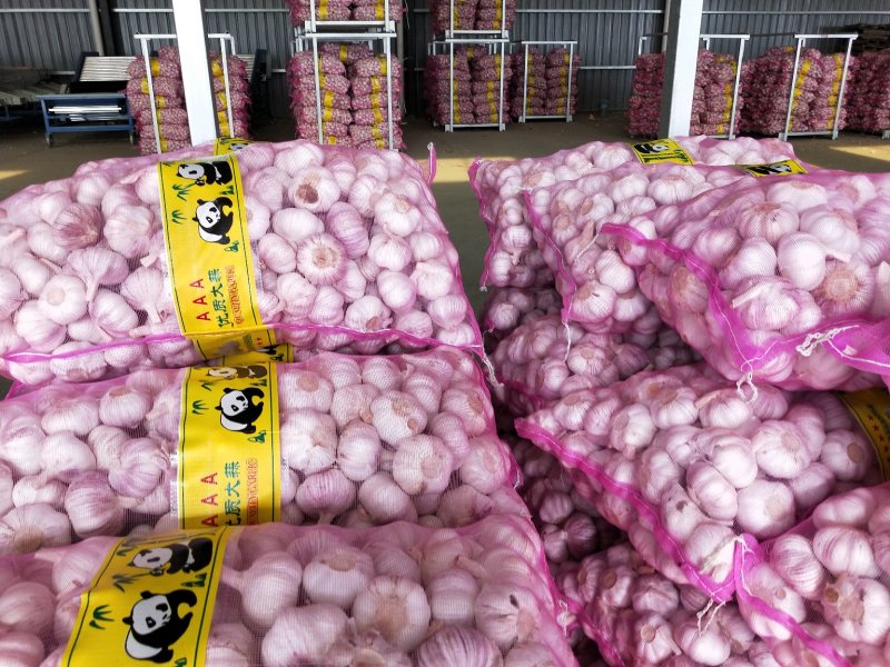邳州精品紫皮分级净蒜邳州精品紫皮分级净蒜邳州精品紫皮分级