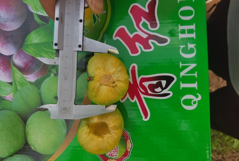 特优级贞丰青脆李