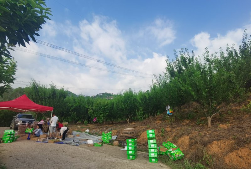 特优级贞丰青脆李