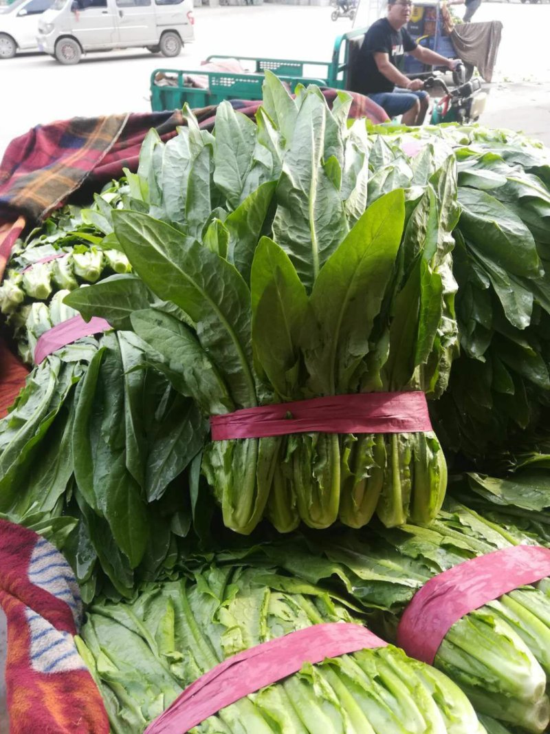 【精选】精品油麦菜可视频看货对接全国大量上市颜色鲜亮