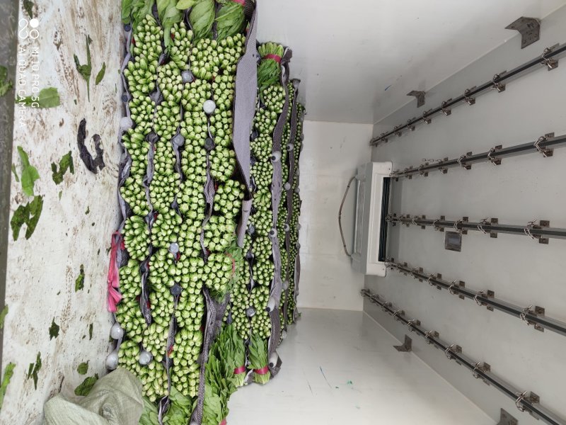 【精选】精品油麦菜可视频看货对接全国大量上市颜色鲜亮