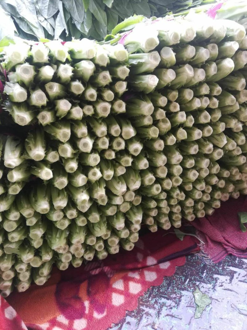 【精选】精品油麦菜可视频看货对接全国大量上市颜色鲜亮