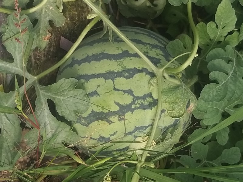 义乌正宗薄皮麒麟瓜