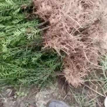 纯东北红豆杉籽播苗，扦插苗，杯苗，占地苗，