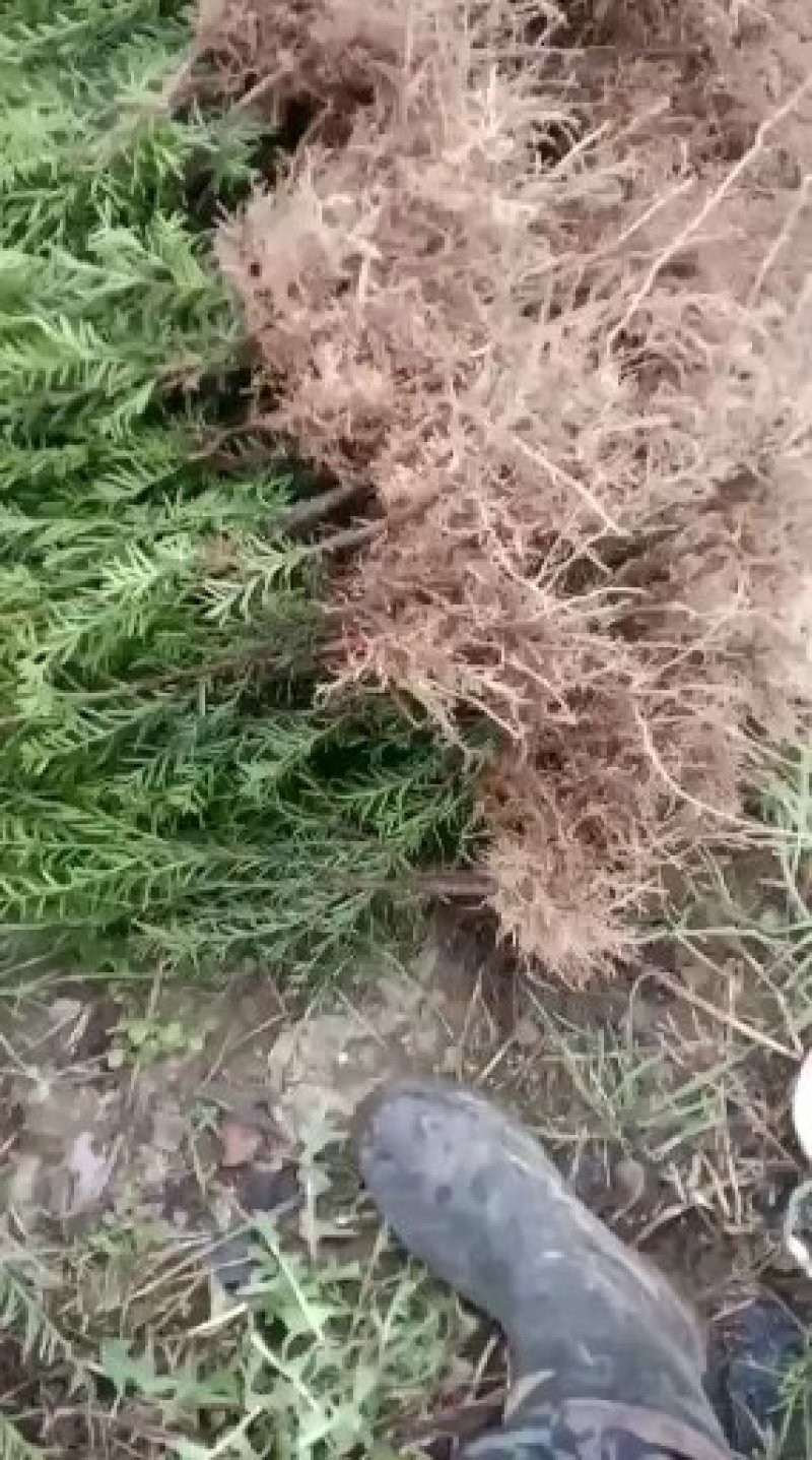 纯东北红豆杉籽播苗，扦插苗，杯苗，占地苗，