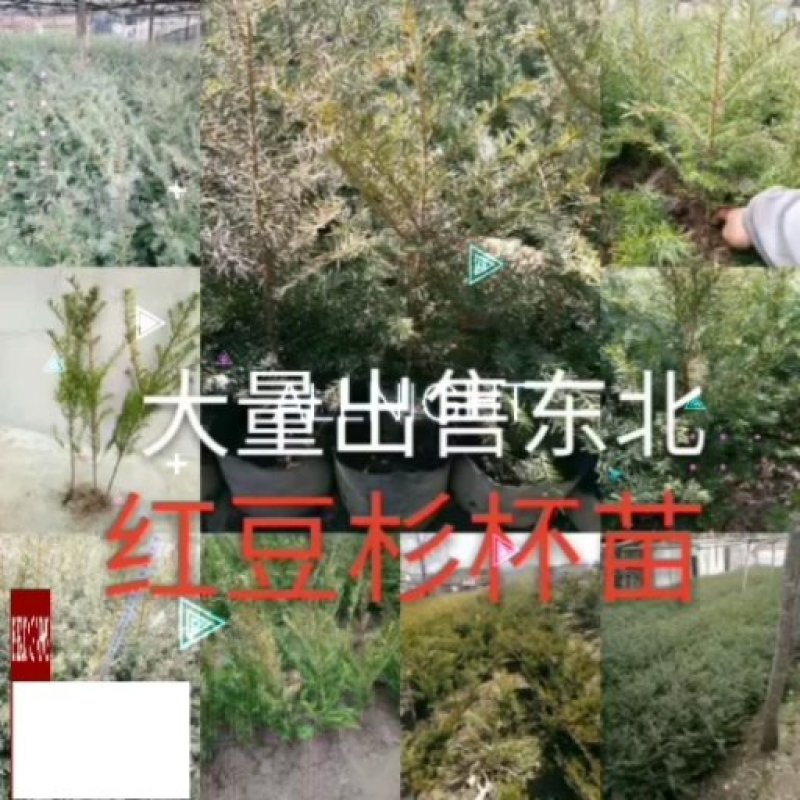 纯东北红豆杉籽播苗，扦插苗，杯苗，占地苗，