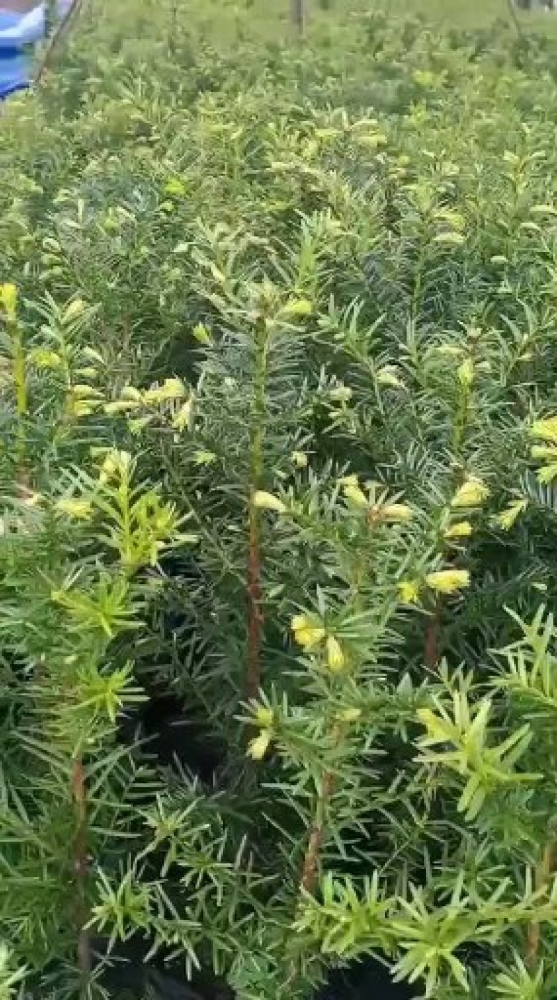 纯东北红豆杉籽播苗，扦插苗，杯苗，占地苗，